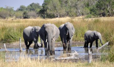 elephants-55051_1280
