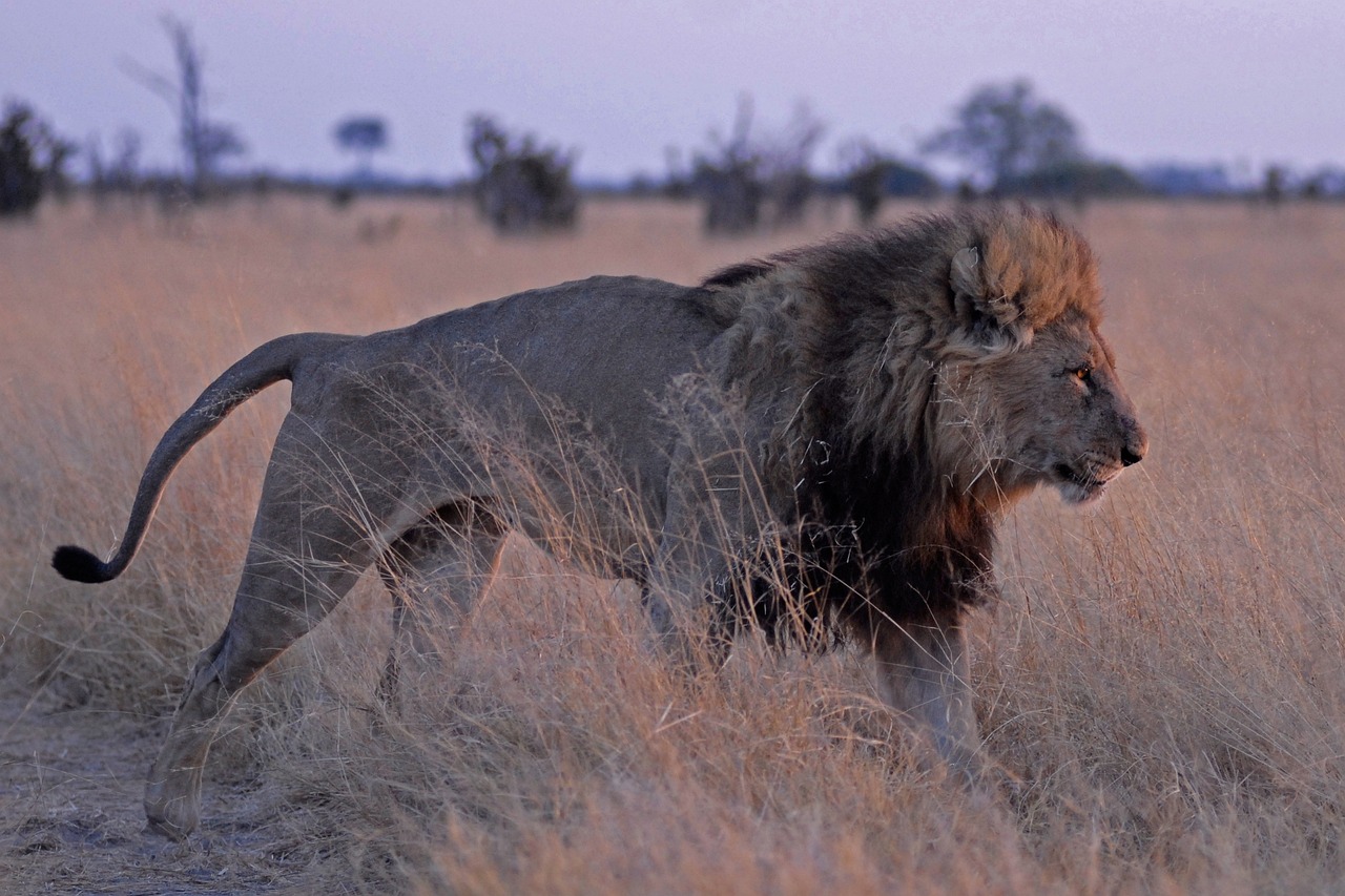 lion, botswana, nature, savuti, predator