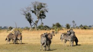 botswana, okavango delta, zebras, animal group, botswana, okavango delta, okavango delta, okavango delta, okavango delta, okavango delta, zebras, animal group