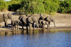 chobe national park, botswana, elephant, africa, chobe national park, chobe national park, chobe national park, chobe national park, chobe national park