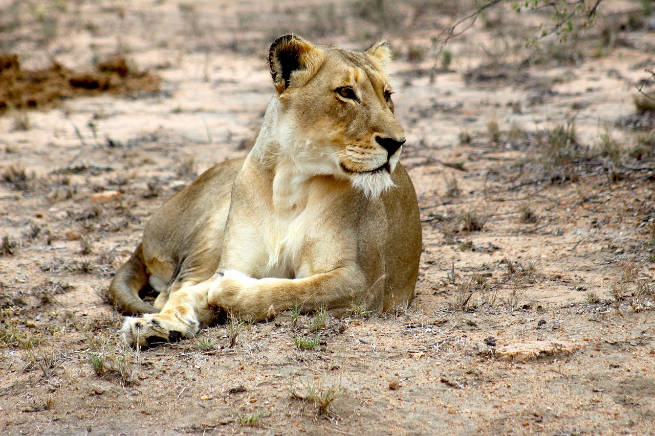 lion, africa, savanna, jungle, nature, kalahari, safari, wildlife