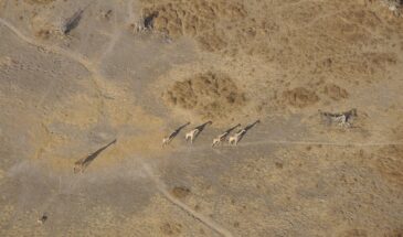 giraffes-1681280_1280