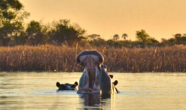 A yawning hippopotamus in a serene water scene at sunset in Botswana.