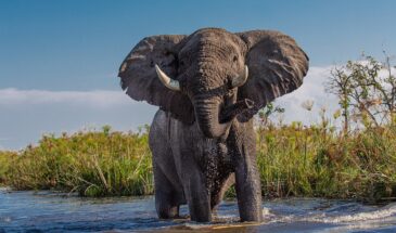 african-elephant-4999036_1280