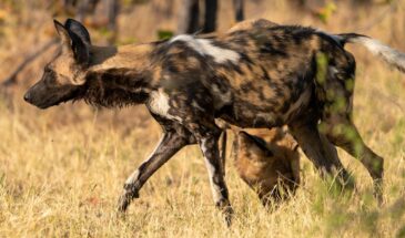 african-wild-dog-5769873_1280