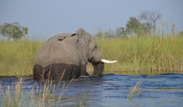 elephant-4390355_1280
