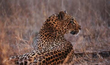 leopard-5317203_1280