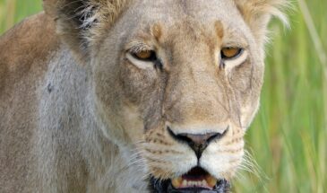 lion-226141_1280