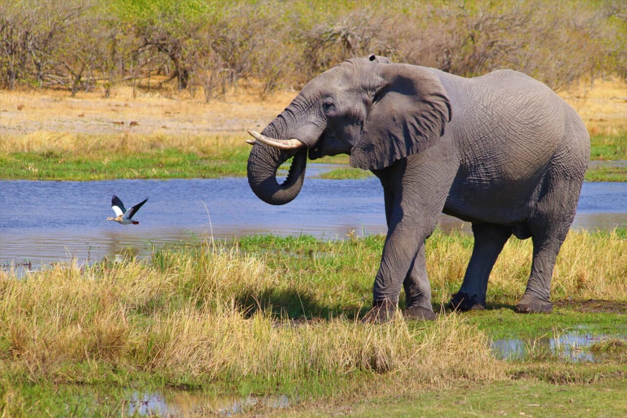 A majestic African elephant drinks at a waterhole, showcasing nature and wildlife conservation.